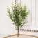 Cream Tipped Baby's Grass Bush, 14" ;