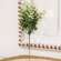Cream Tipped Baby's Grass Pick, 9" ;