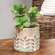 Distressed Patina Finish Wheat Embossed Cement Planter;