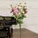 Pink & Cream Ranunculus Bush, 18" HJ092514;