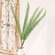 Sword Fern Bundle, 27" JH102501;