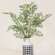 Maidenhair Fern Bush, 21.5" JH102503;