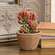 Potted Coral Jade Succulent JH102507;