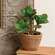 Potted Sweetheart Leaf Succulent JH102508;