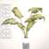 Perilla Leaf Speckled Bush, 24" QE15250;