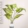 Perilla Leaf Bush, 24" QE15251;