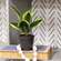Potted Light Green Snake Plant T182501;