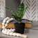 Potted Dark Green Snake Plant T182502;