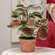 Potted Purple Mint Bush T182503;