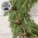 Joyful Rusty Jingle Bell Garland, 5 ft SA112564;