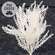 White Icy Wonderland Astilbe Bush, 14.5"H SW032530W;