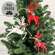 Woodland Pine & Bell Deer Ornament, 3 Asstd. 38778;