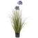 Potted Lily of the Nile & Onion Grass 18443;