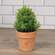 Potted Mini Boxwood - 6.5"H 18446;