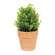 Potted Mini Boxwood - 6.5"H 18446;