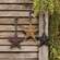 Hanging Metal Star - 3.75" Assorted