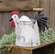 Metal Rooster Watering Can