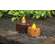 Burnt Ivory Switch Tealight - Battery Operated