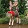 Icy Frosted Resin Baby Deer w/Bow & Jingle Bell RQ282501 ;