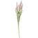 Blush Heather Spray