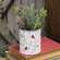 Vintage Cardinal Metal Can -