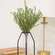 Baby Boxwood Bush, 16"H SA112579;