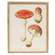 Vintage Amanita Muscaria Mushroom Framed Print 65380;