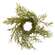 Carolina Dill RIng