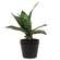 Potted Dark Green Snake Plant T182502;