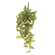Pink Fittonia Leaves Hanging Bush, 30" T182507;