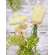 Yellow Stripe Tulip Stake