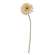 Gerbera Daisy Stem, Cream Pink