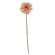 Gerbera Daisy Stem, Peach