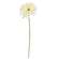 Blooming African Daisy Stem, White