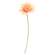 Blooming African Daisy Stem, Dark Pink
