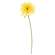 Blooming African Daisy Stem, Dark Yellow