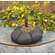 Mossy Black Pumpkin 4.5"
