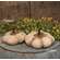 Mossy Natural Pumpkin 4.5"