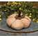 Mossy Natural Pumpkin 4.5"