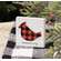 Buffalo Check Cardinal Memories Block