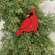 Layered Wooden Left Facing Cardinal Plant Poke, 14"H SA112611;