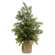 Weeping Cedar Tree w/Burlap Base, 18" SW032504;