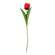 Sunset Tulip Stem, 17.5" 18300;