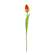 Sunset Tulip Stem, 15.5" 18304;