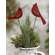 Family & Peace Cardinal Wooden Plant Stake, 2 Asstd.