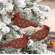 Wooden Holly Cardinal Ornament, 3 Asstd.