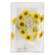 LED Sunflower Timer Lights, 15 Count G97418;