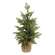 Weeping Cedar Tree w/Burlap Base, 24" SW032503;