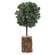 Frosted Balsam Fir Topiary, 12" 18415;