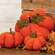 Stuffed Waffle Weave Orange Pumpkin w/Stick Stem, Large CS38991;